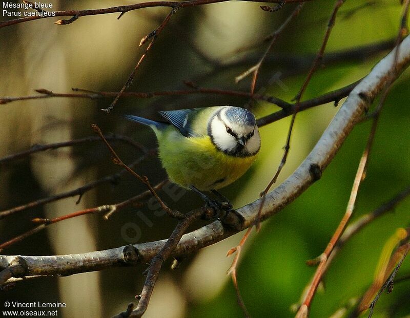 Mésange bleue