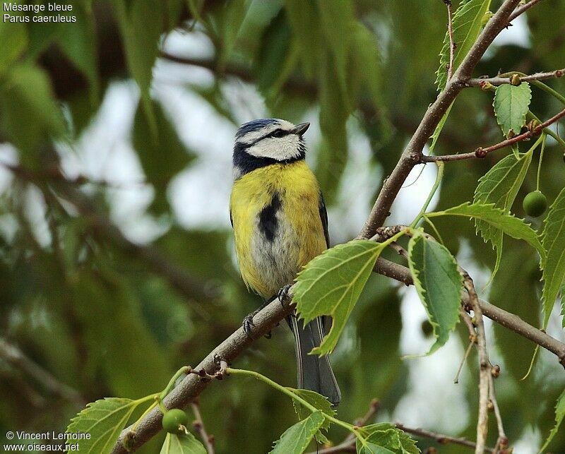 Eurasian Blue Tit