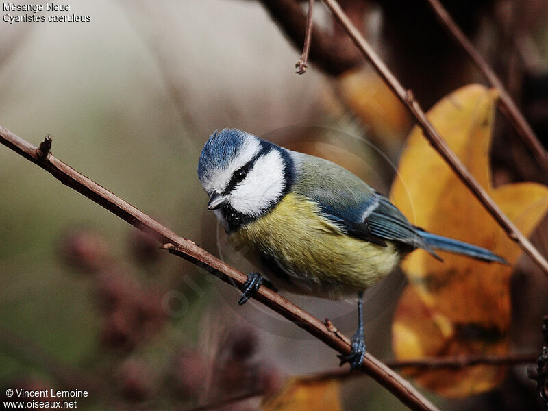 Eurasian Blue Tit