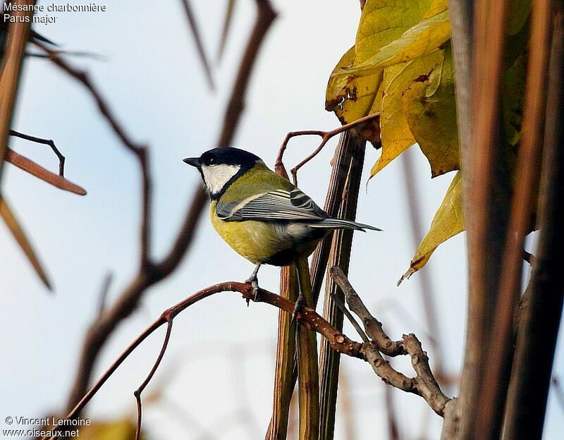 Great Tit