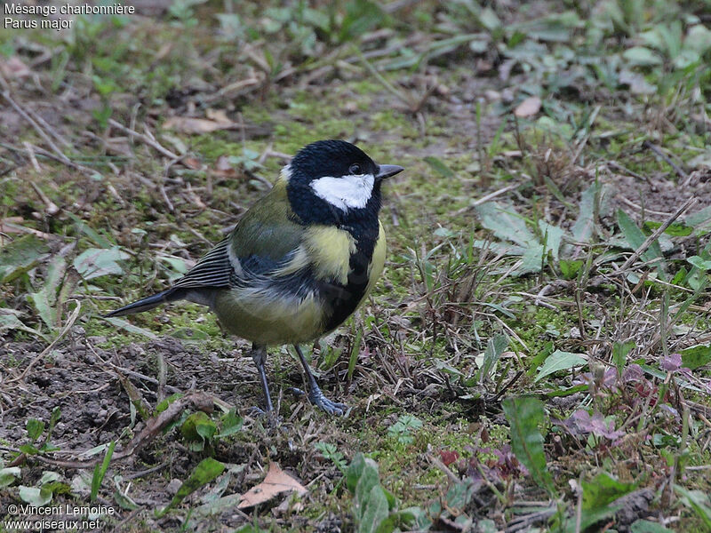 Mésange charbonnière