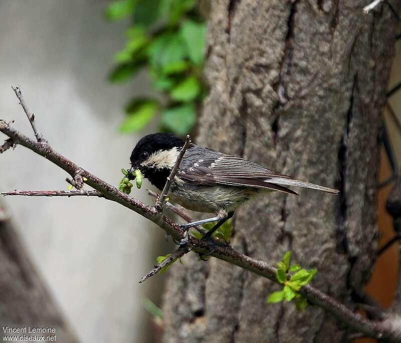 Mésange noireadulte, régime