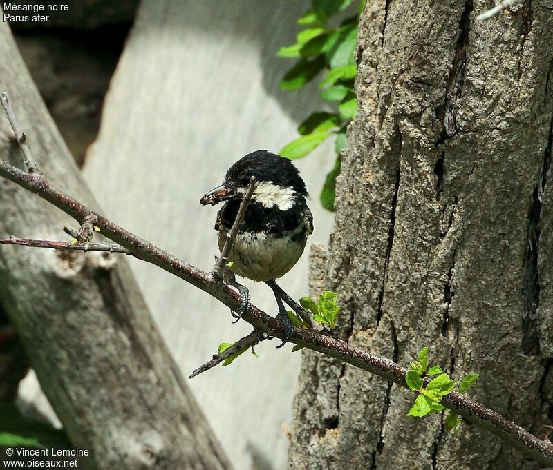 Mésange noireadulte