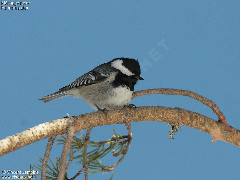 Coal Tit