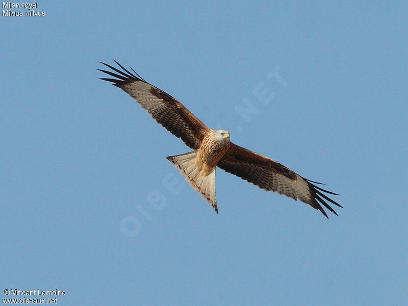 Red Kite