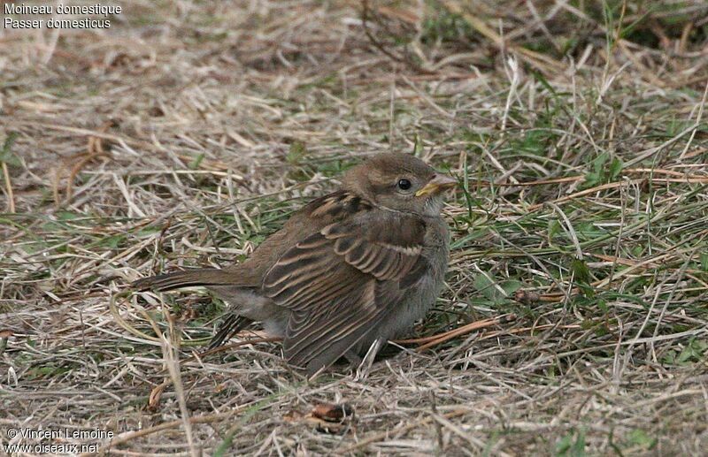 Moineau domestiquejuvénile