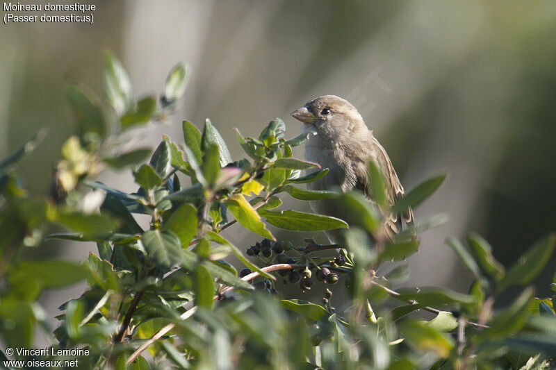 Moineau domestique