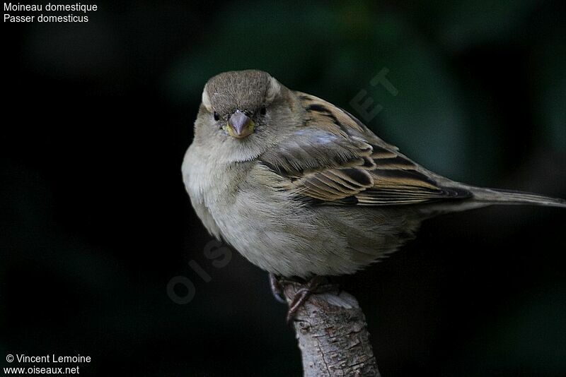 Moineau domestique