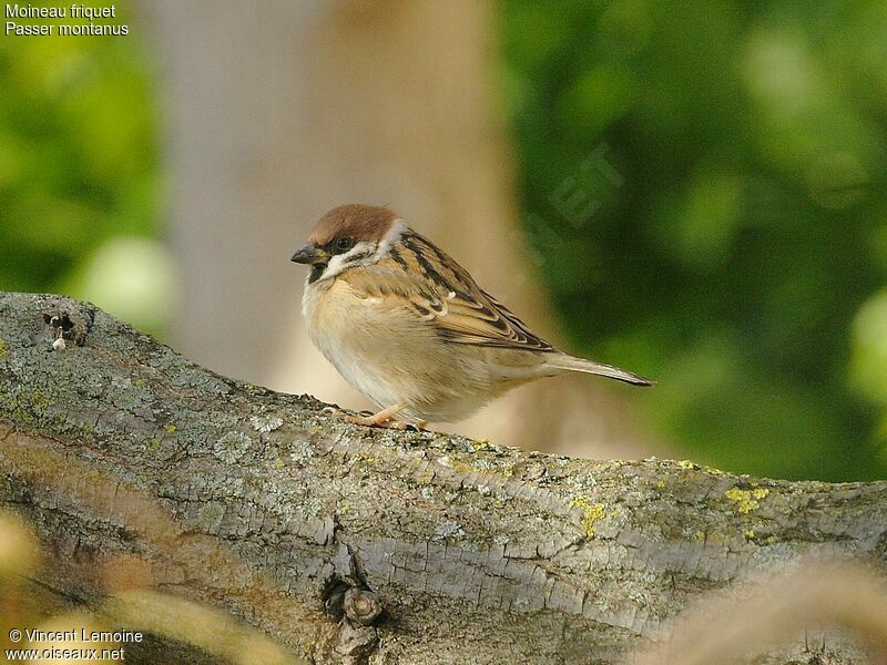 Eurasian Tree Sparrow