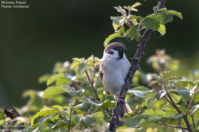 Moineau friquetadulte