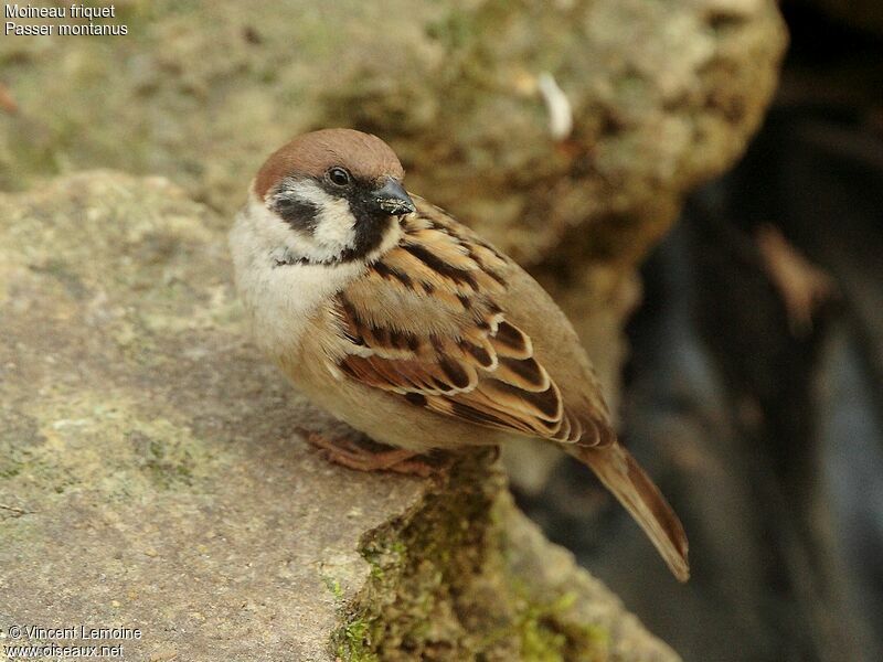 Eurasian Tree Sparrow