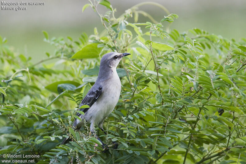 Tropical Mockingbirdadult