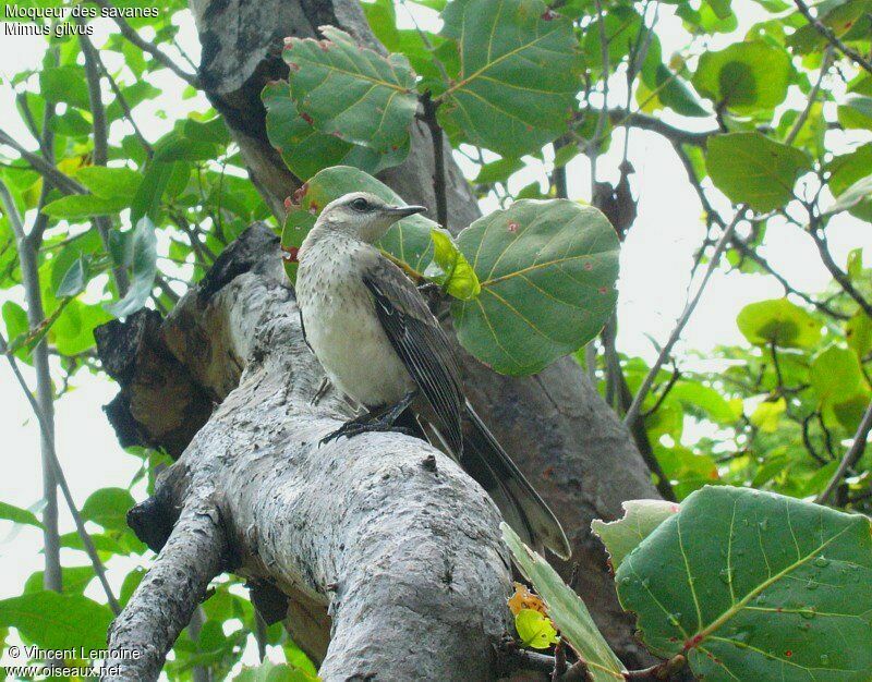 Tropical MockingbirdFirst year