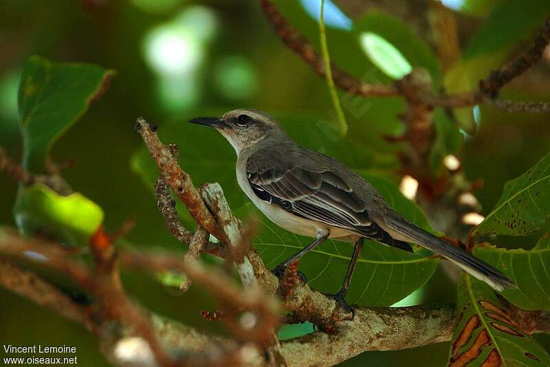 Tropical Mockingbirdadult, identification