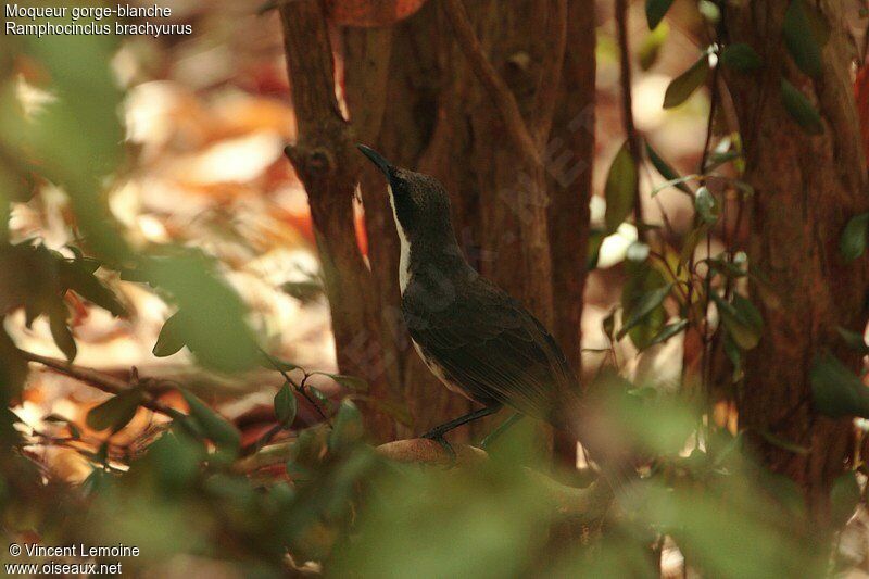 White-breasted Thrasher