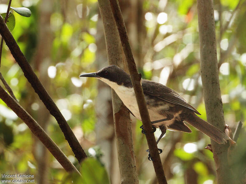 White-breasted Thrasheradult, identification