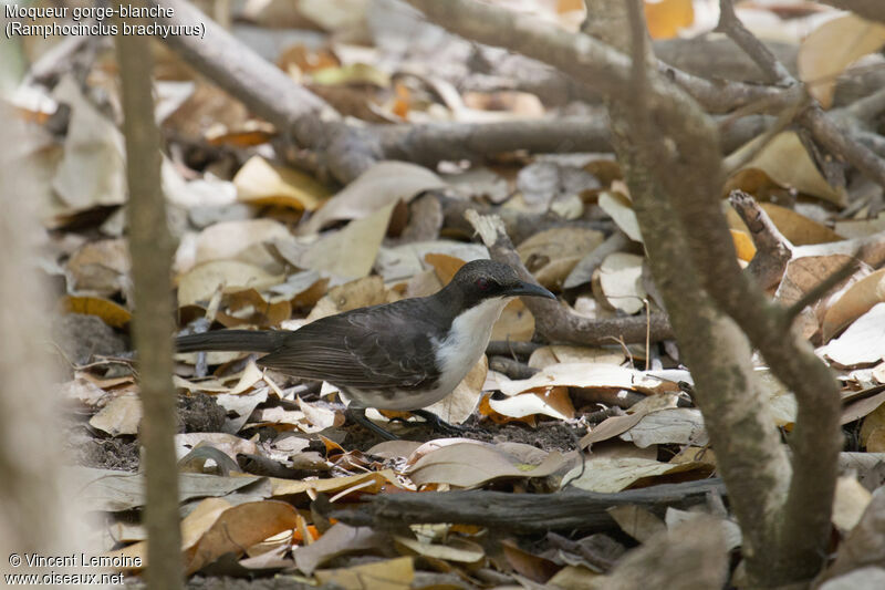 White-breasted Thrasheradult, close-up portrait