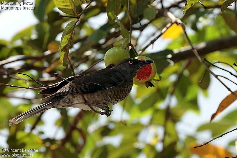 Scaly-breasted Thrasher