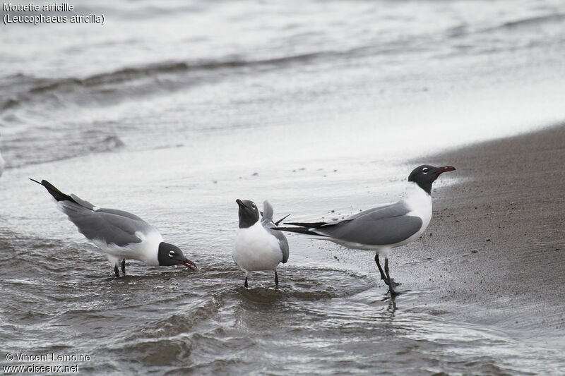 Mouette atricilleadulte nuptial, identification