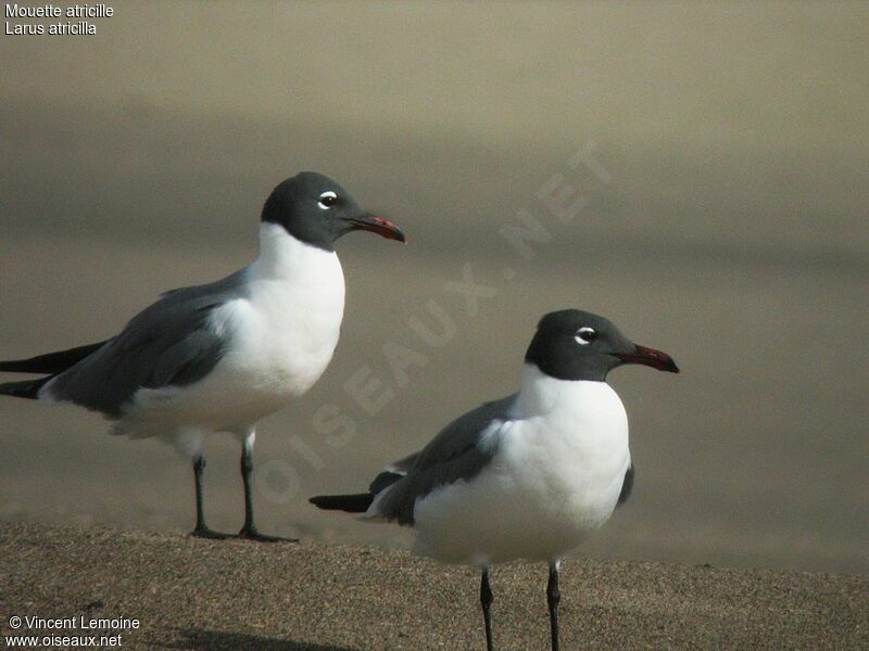 Laughing Gull