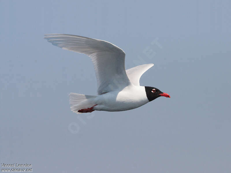 Mouette mélanocéphaleadulte nuptial, Vol