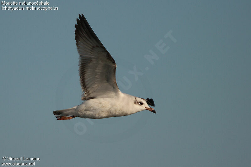 Mouette mélanocéphale2ème année