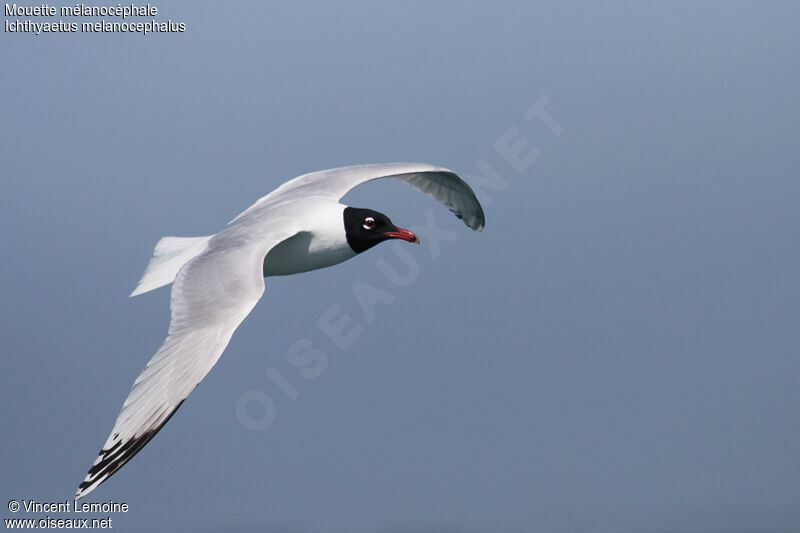 Mouette mélanocéphaleadulte nuptial