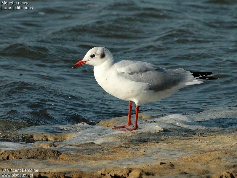 Mouette rieuse