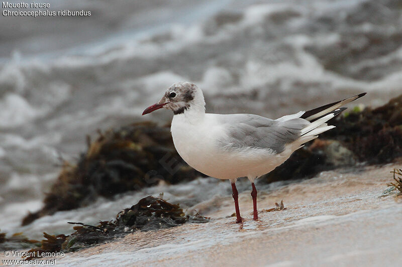 Mouette rieuseadulte