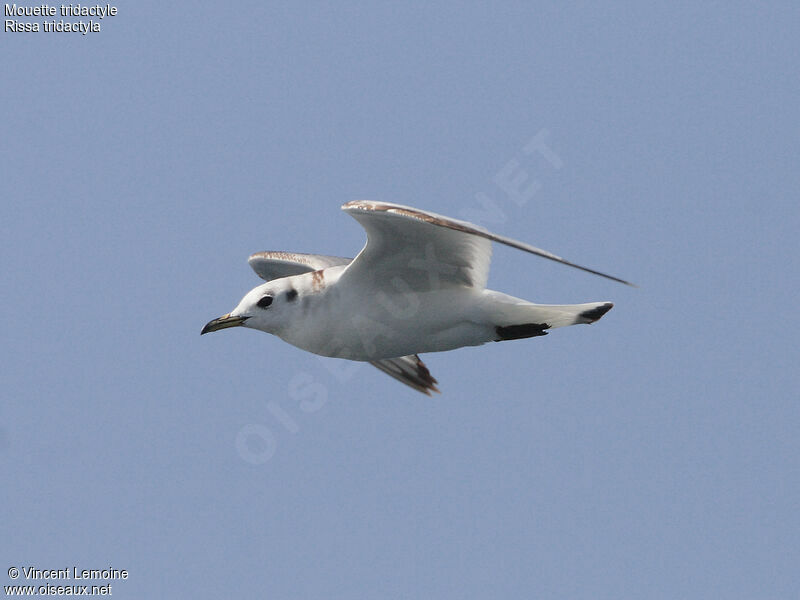 Mouette tridactyle