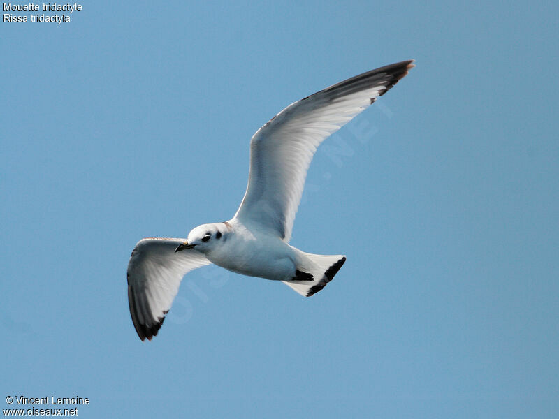 Black-legged Kittiwake