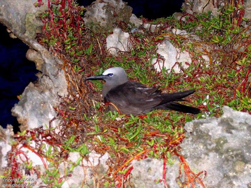 Brown Noddyadult, Reproduction-nesting