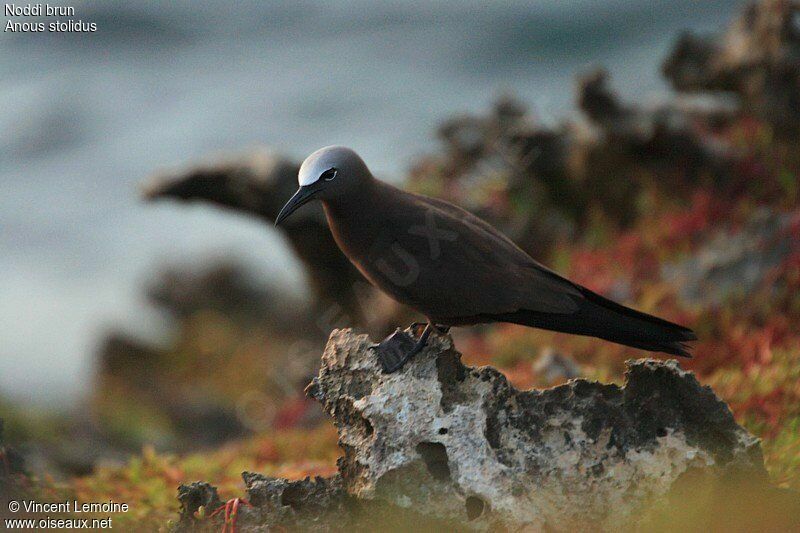 Brown Noddyadult breeding