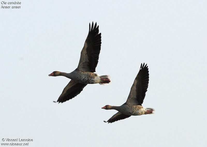 Greylag Goose