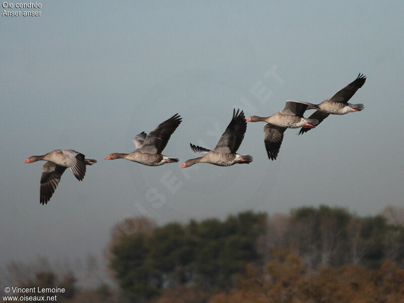 Greylag Goose