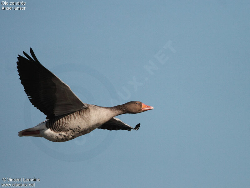 Greylag Goose