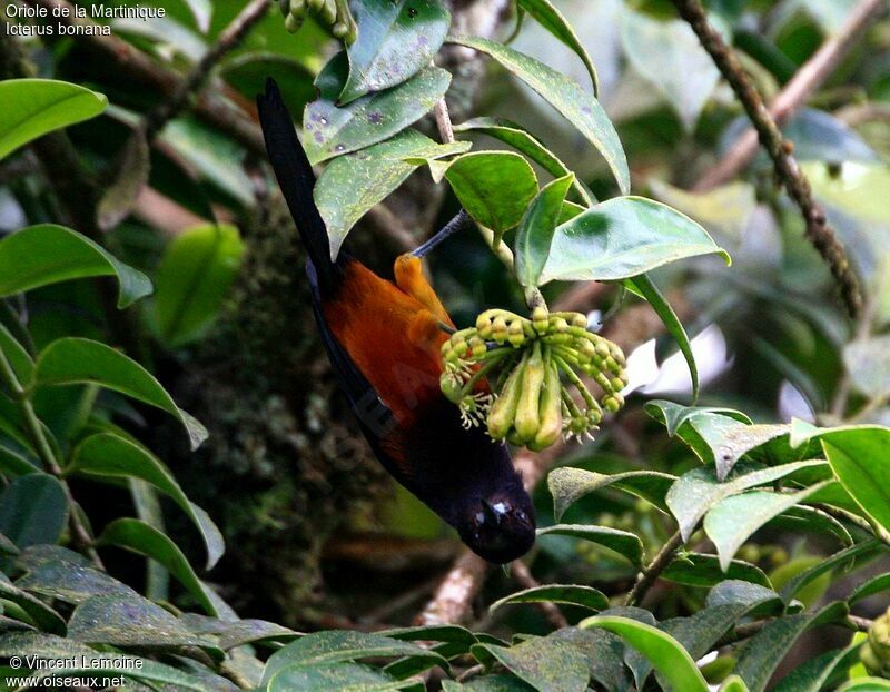 Oriole de la Martiniqueadulte