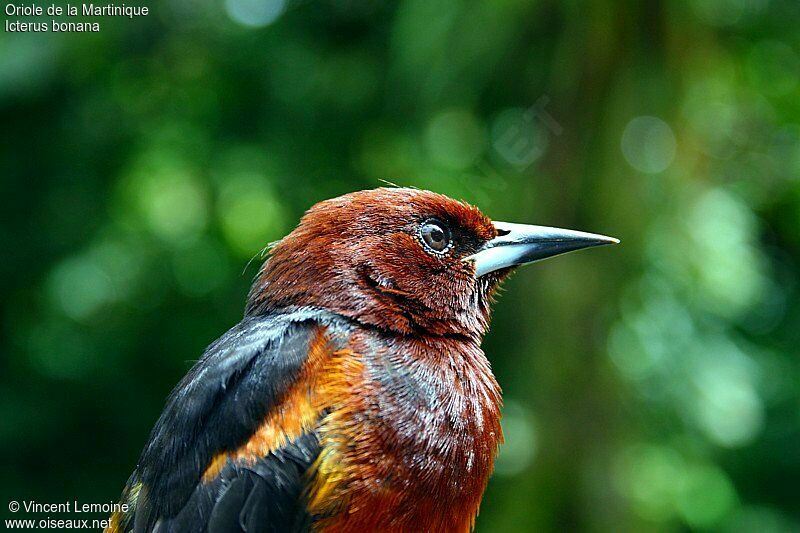 Oriole de la Martiniqueadulte