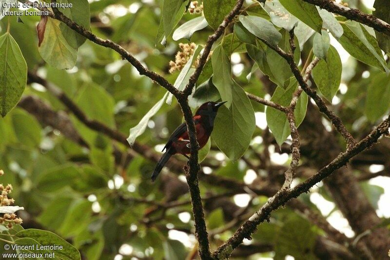 Oriole de la Martinique