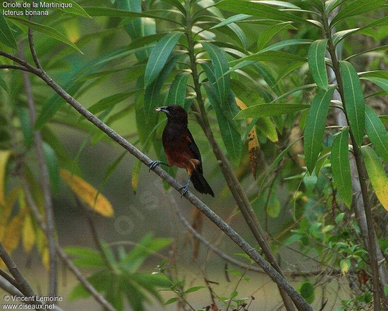 Martinique Orioleadult