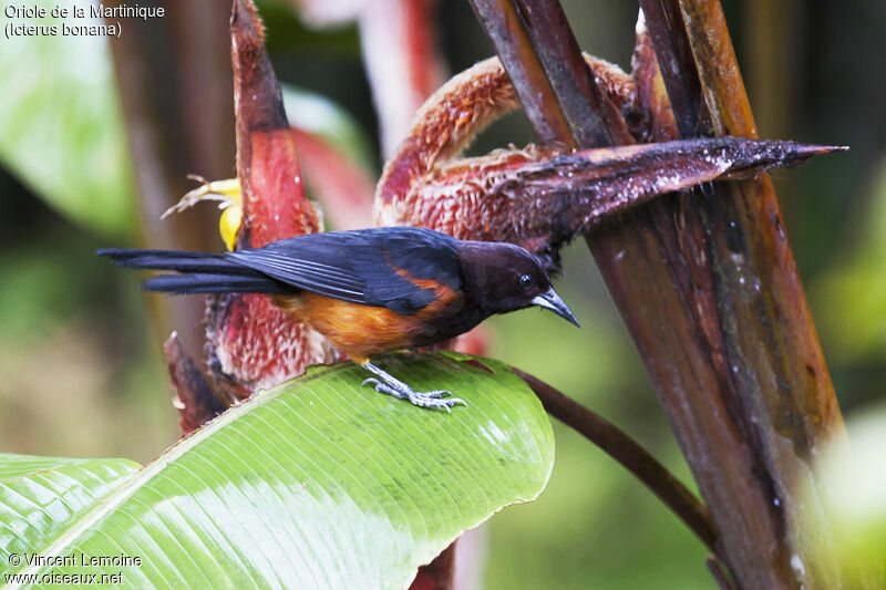 Oriole de la Martiniqueadulte