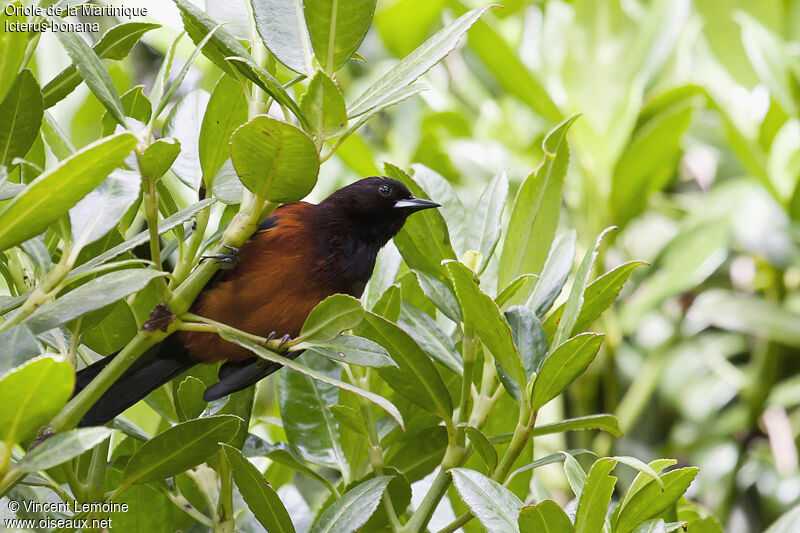 Martinique Orioleadult