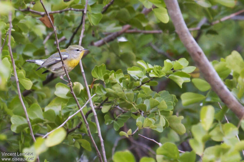 Paruline à collier1ère année, habitat, pigmentation