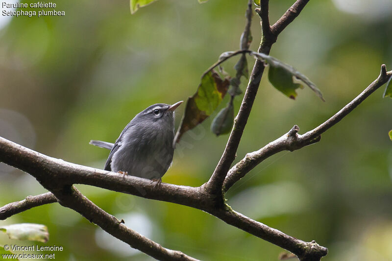 Plumbeous Warbleradult