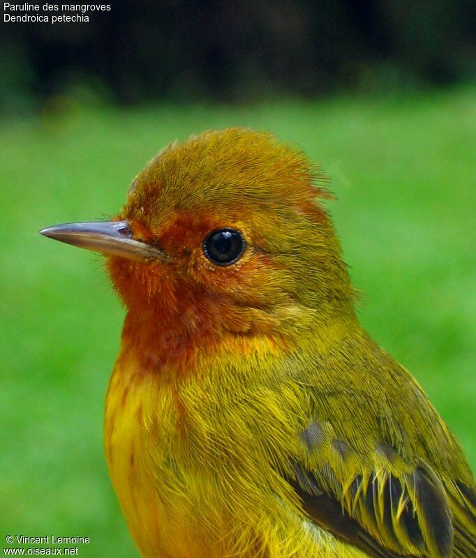 Mangrove Warbler male subadult