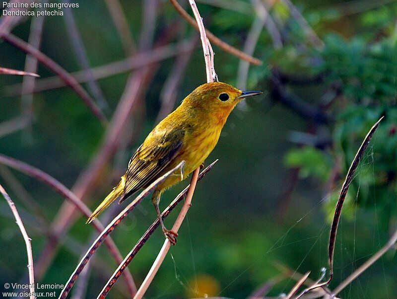 Mangrove Warbler male subadult