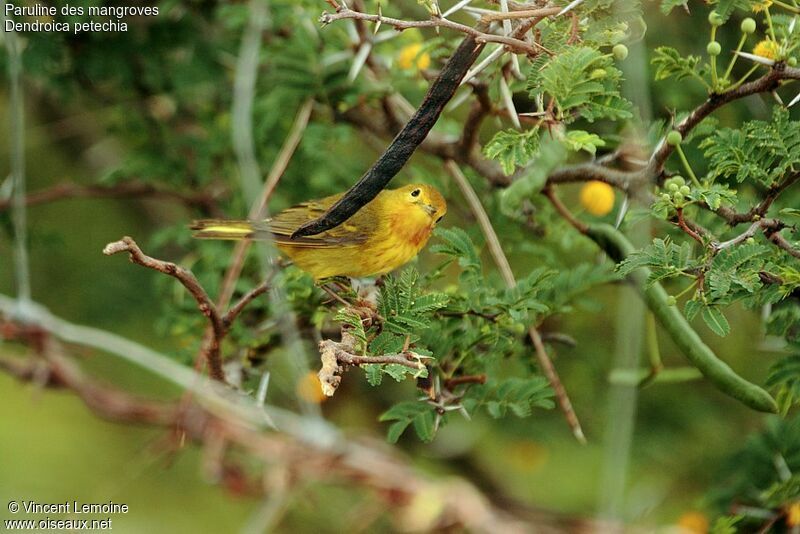 Mangrove Warbler