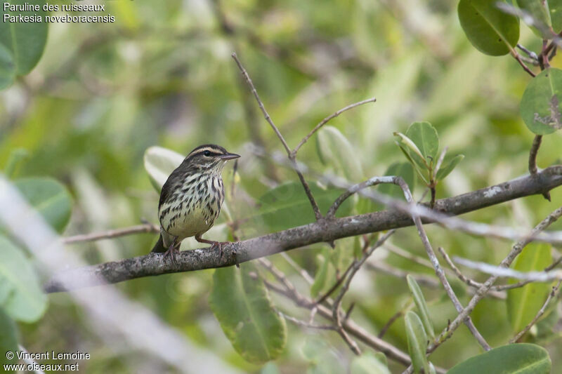 Northern Waterthrush