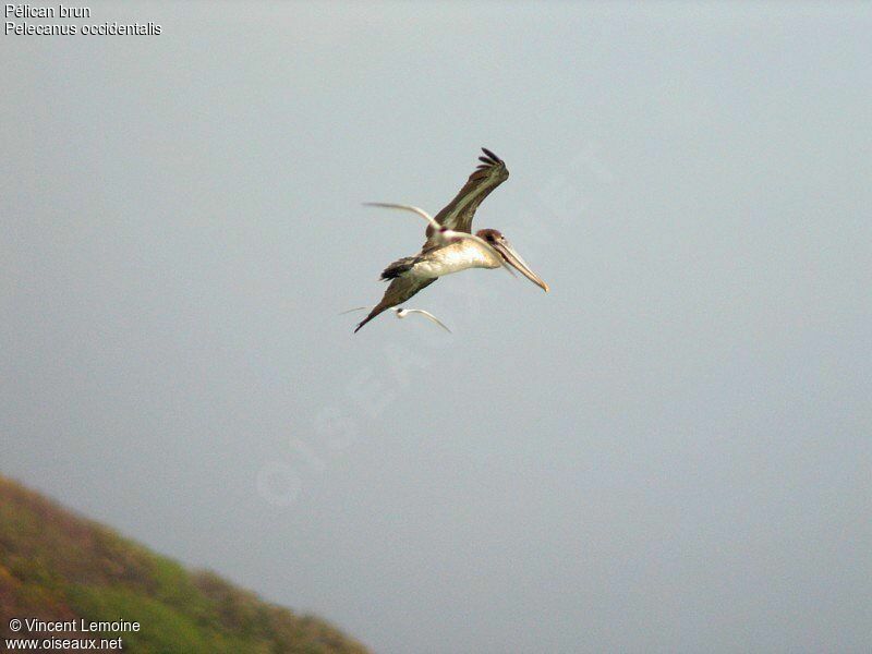 Brown Pelicanimmature, Flight