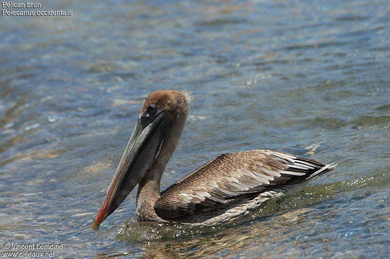 Brown Pelicanjuvenile